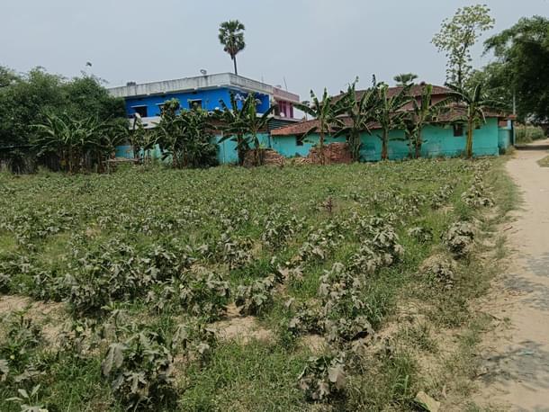 Using spare area for banana plantation